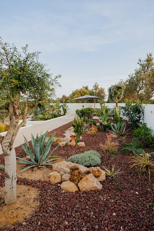 Garden olive tree succulents quinta cipreste algarve portugal padel 2