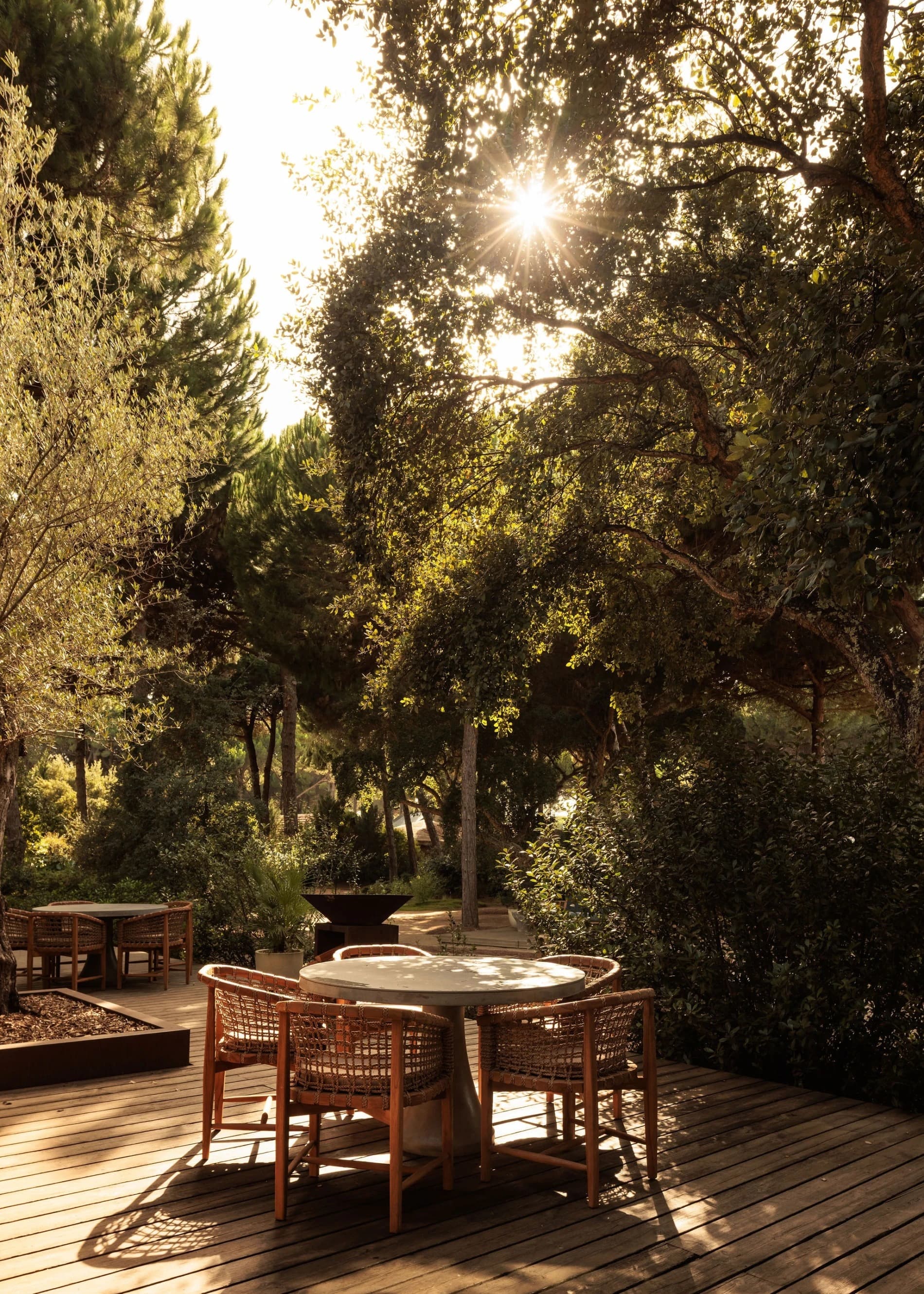 A table laid outdoors under the pine canopy