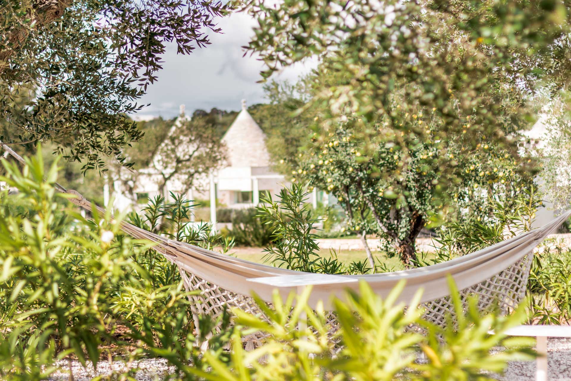 A hammock strung in the olive grove