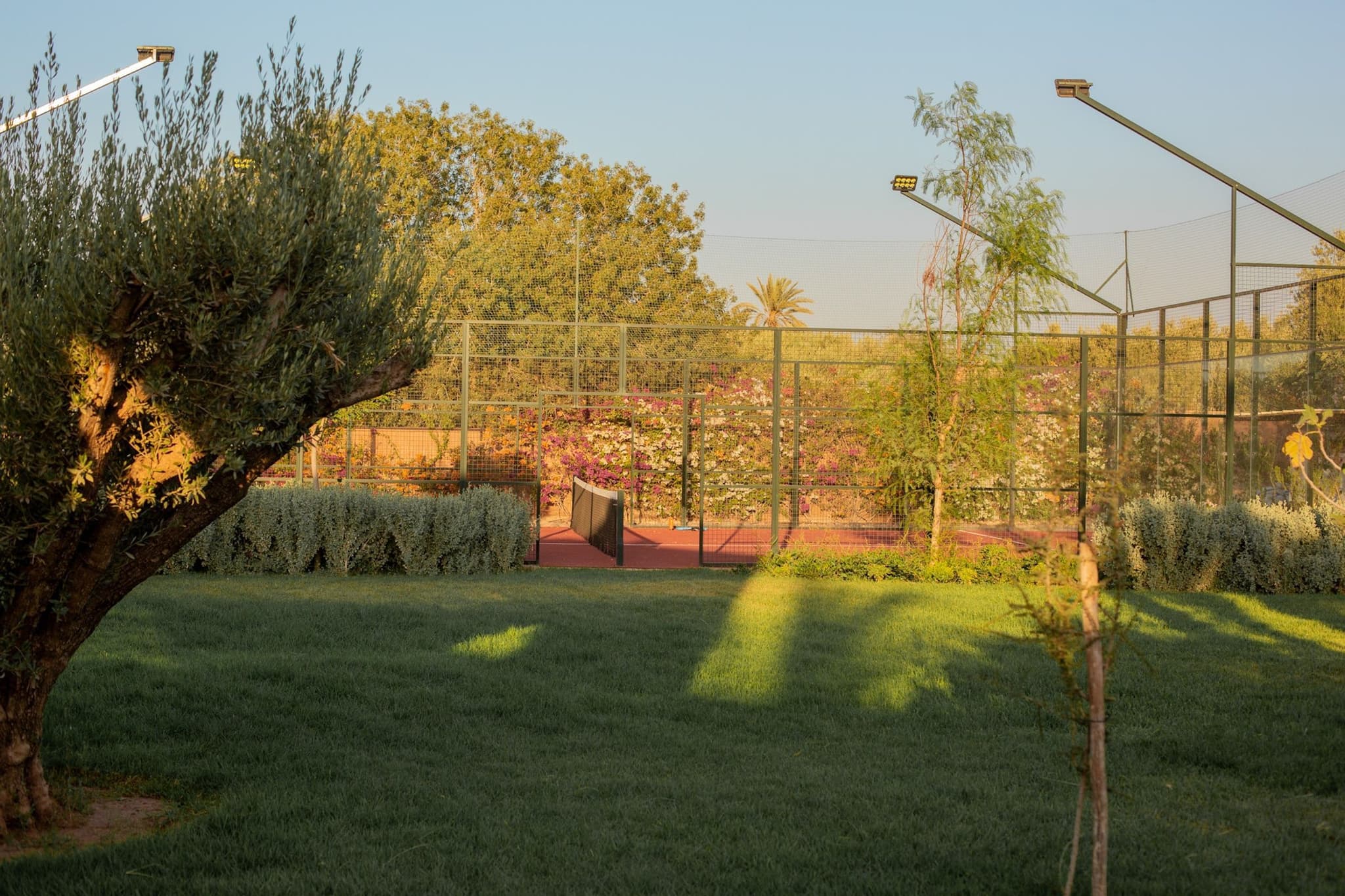 A padel court on a lawn with an olive tree beside it