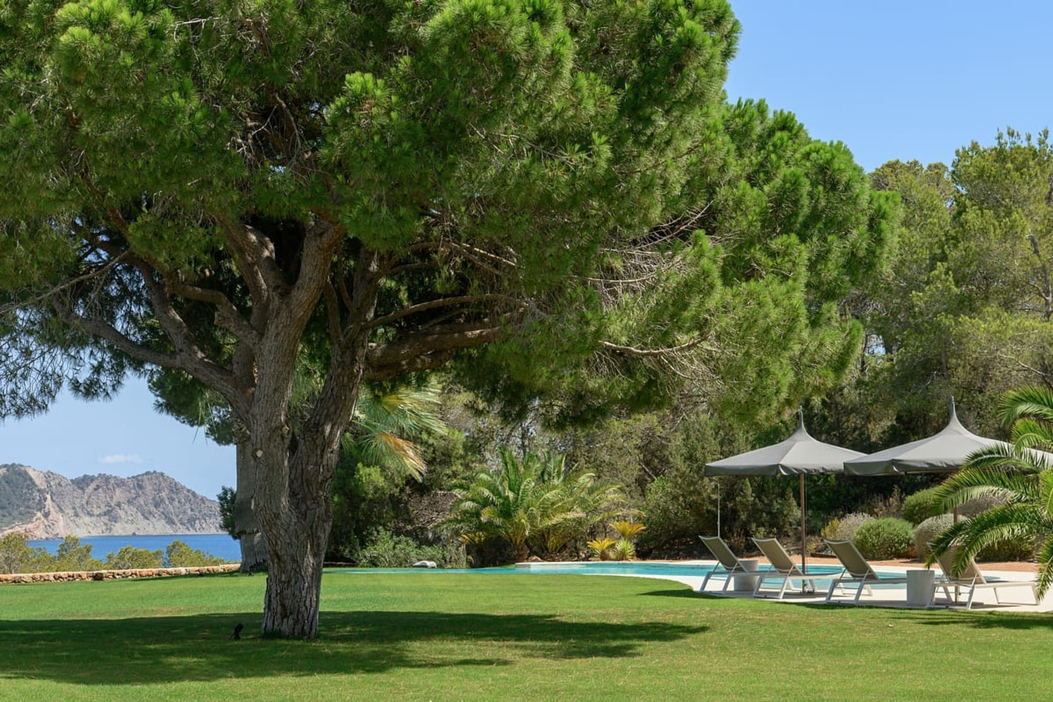 A pine in the garden, the sea past it