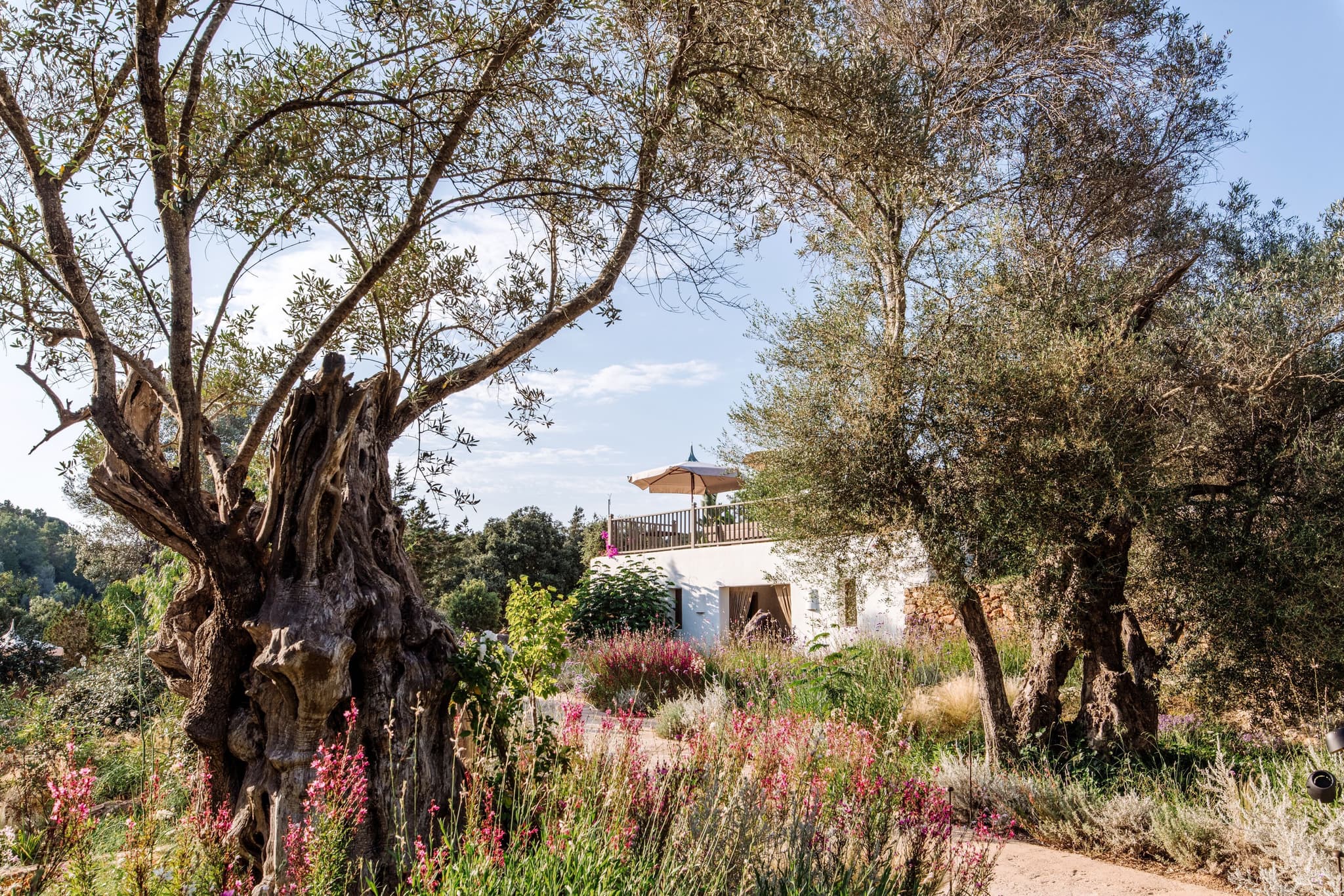 The olive grove and the wildflower garden
