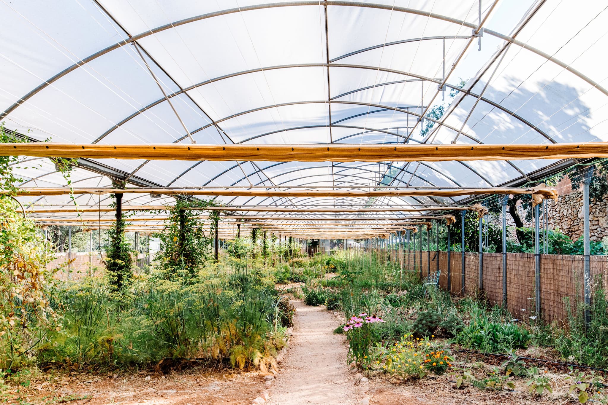 The polytunnel over the vegetable garden