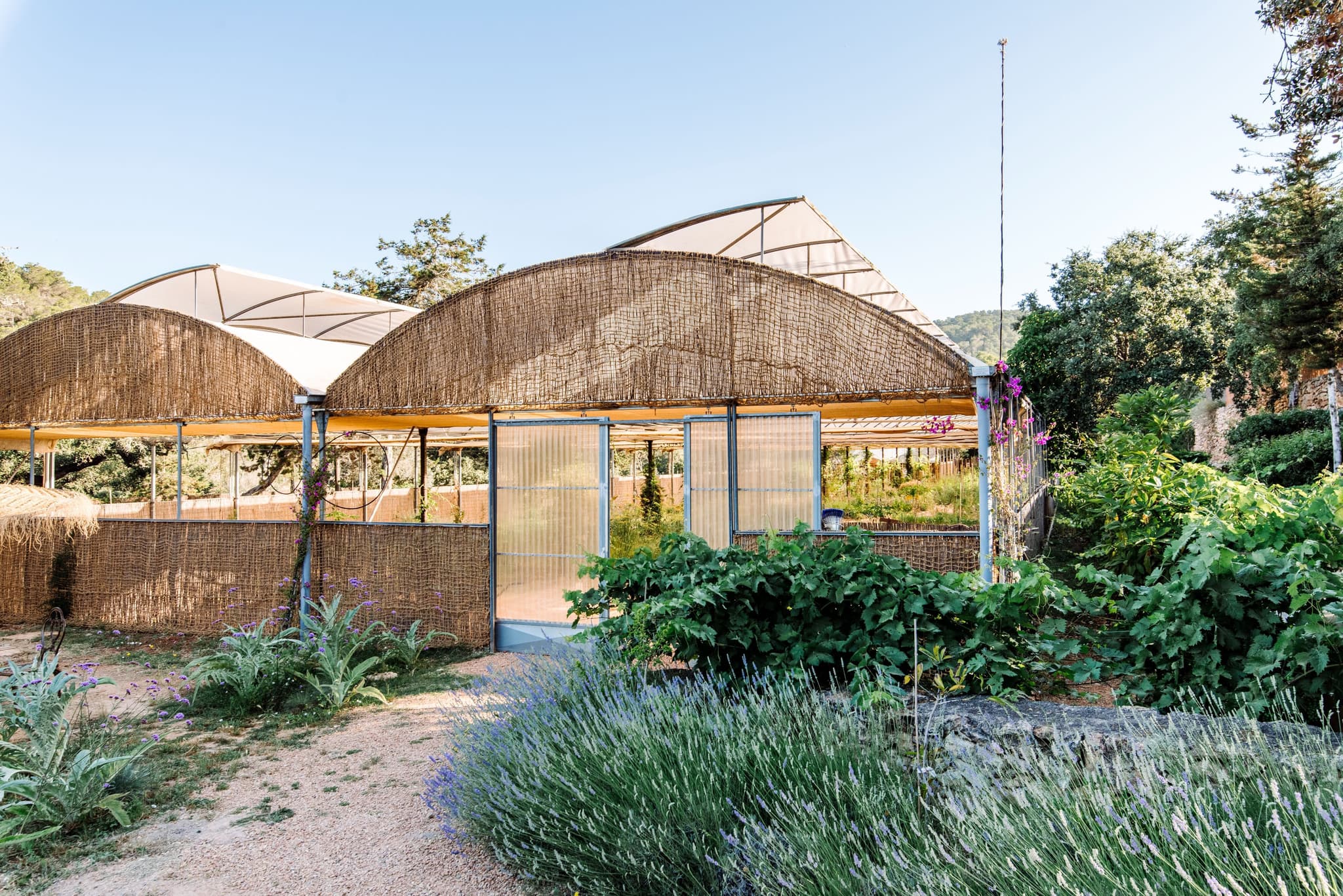 The greenhouse behind its reed screen