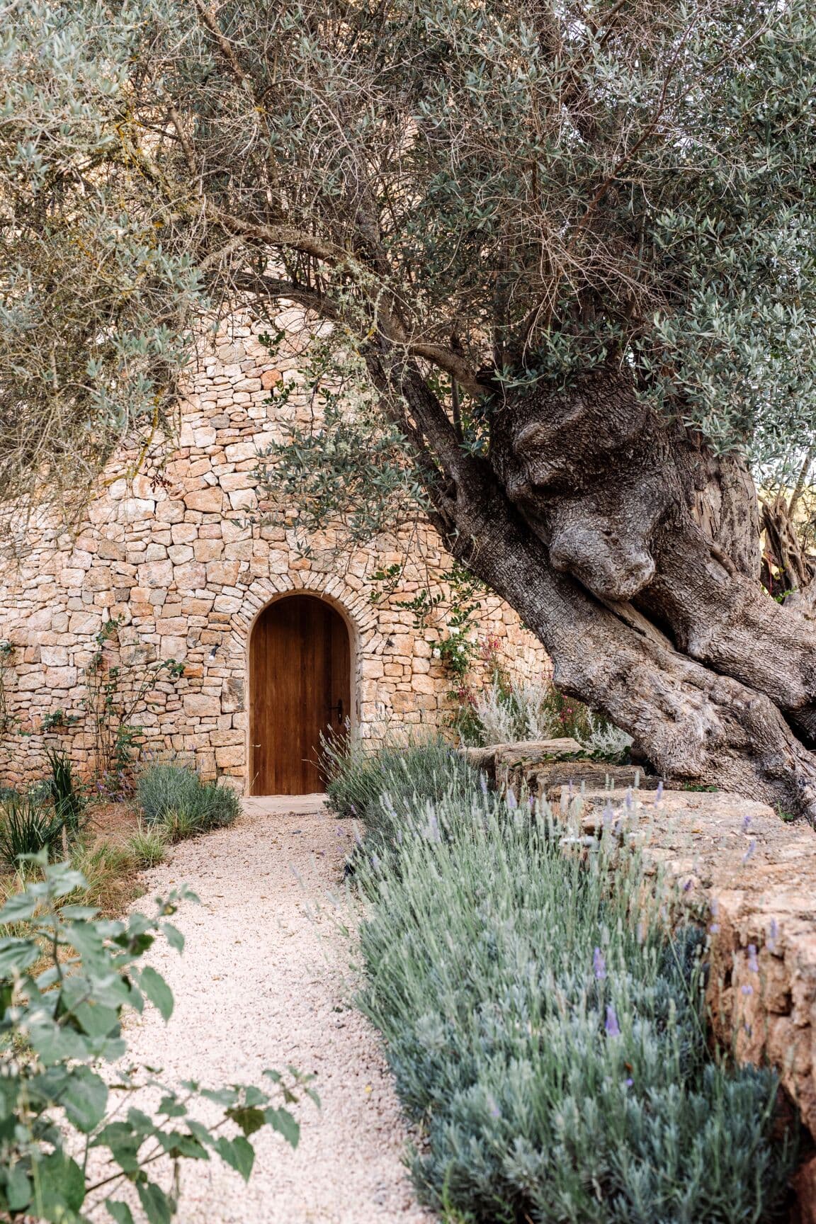 The stone cottage, an olive tree at its arched door