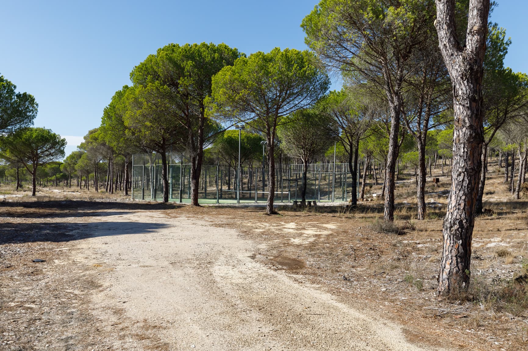 A padel court with dense forest around it