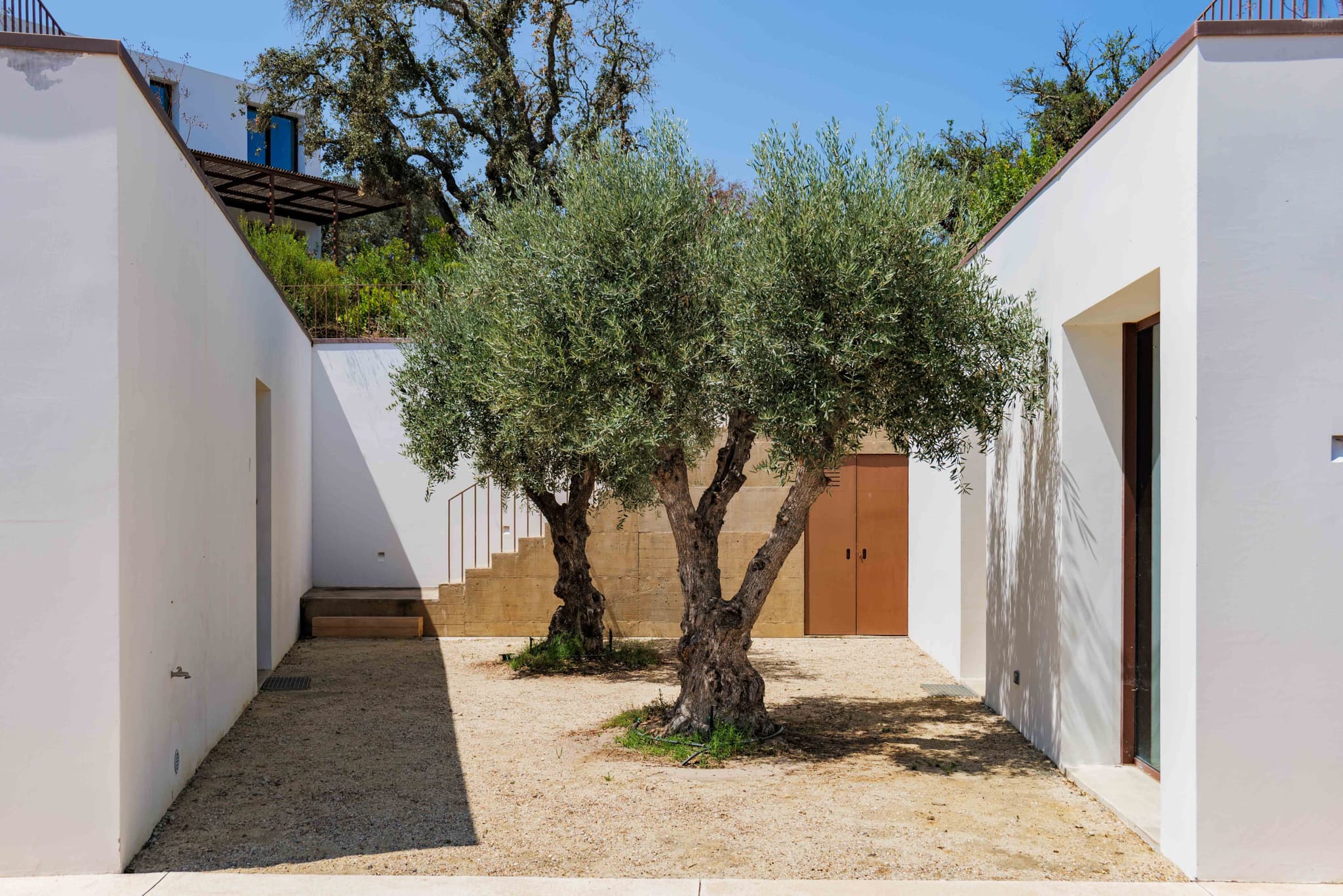 An olive tree in the courtyard, inside whitewashed walls